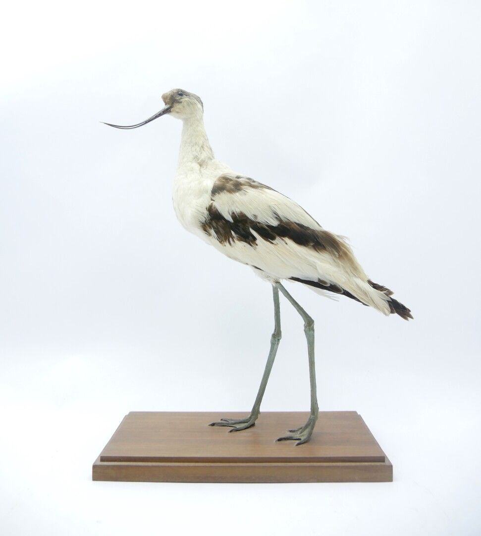 Null 
Avocette (Recurvirostra avosetta) naturalisée, sur socle 

Spécimen antéri&hellip;