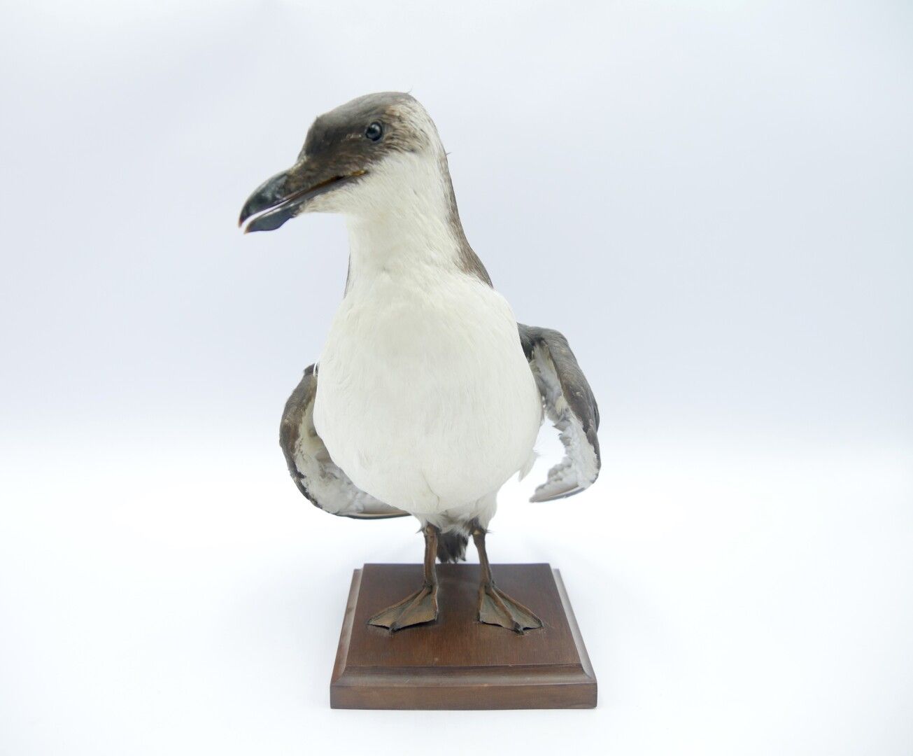 Null 
Pingouin torda (Alca torda) naturalisé 

Spécimen antérieur au 2 avril 197&hellip;