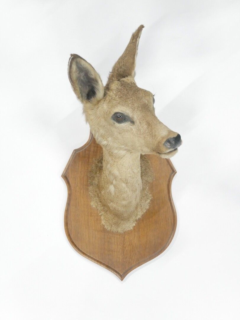 Null 归化母鹿的头和脚（Bistia）。



归化的母鹿头安装在盾牌形式的木质底座上

尺寸：35 x 23 x 32厘米左右。13,75 x 9 x 1&hellip;