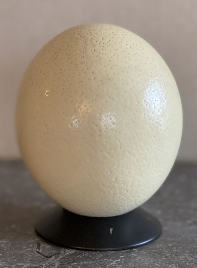 Null SIGLO XX

Huevo de avestruz sobre una base de madera 

H. 16 cm. 6 1/4 in. &hellip;