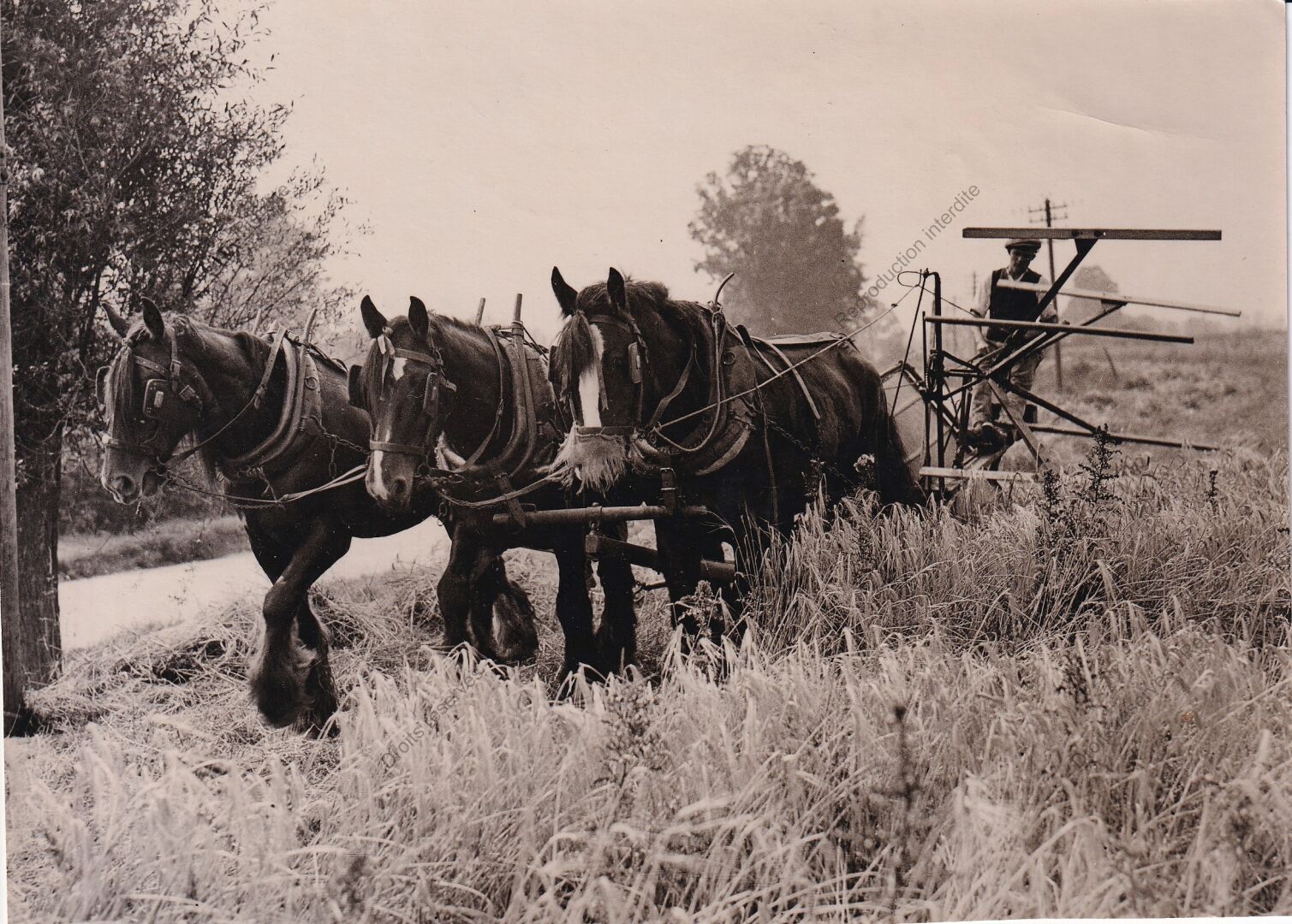 Null 农业、农场、农业收获。约1910-50年。 
一套大约20幅版画，大部分是银色的。 
在一些印刷品的背面，有新闻指示、标题（例如：法国的犁地、播种机、&hellip;