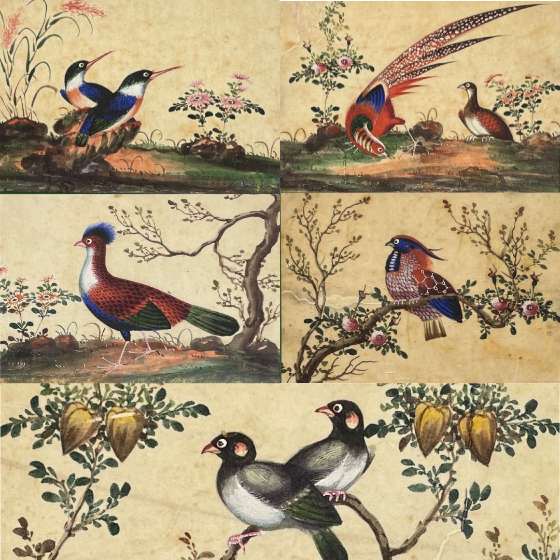 Null CINA - Inizio XX secolo 
Uccelli 
Suite di cinque gouaches su carta di riso&hellip;
