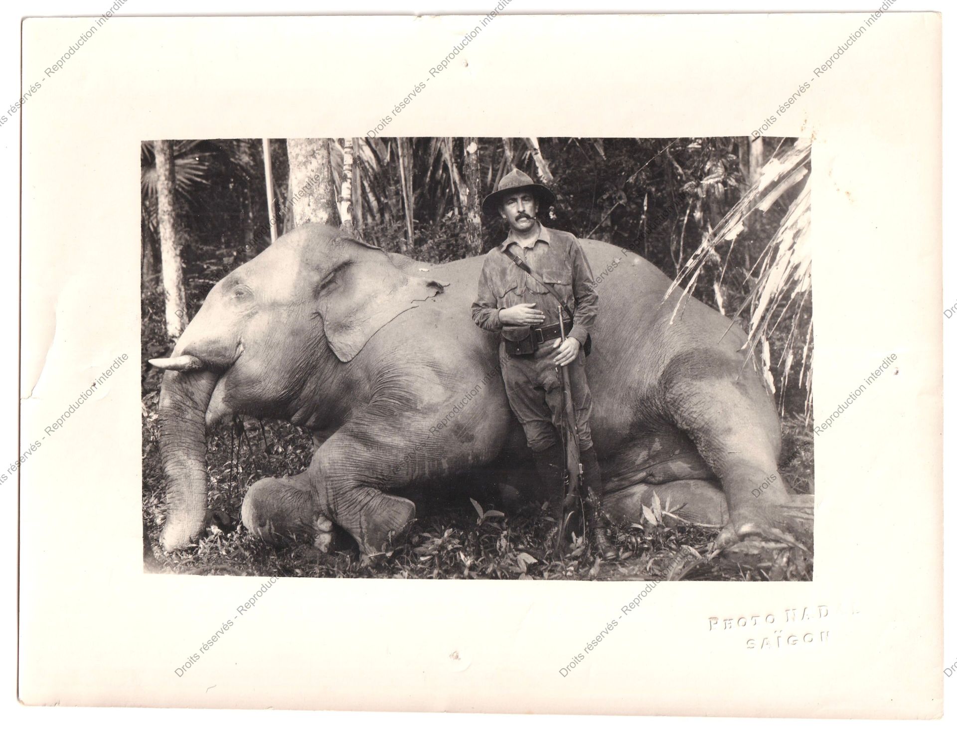 Null 摄影、印度支那、法国、农业、农场、猪、狗、猫和鹦鹉。约 1900-1950 年。 
一套约十张不同的照片，包括蛋白相纸和银版画。 
确定的摄影师有：西&hellip;