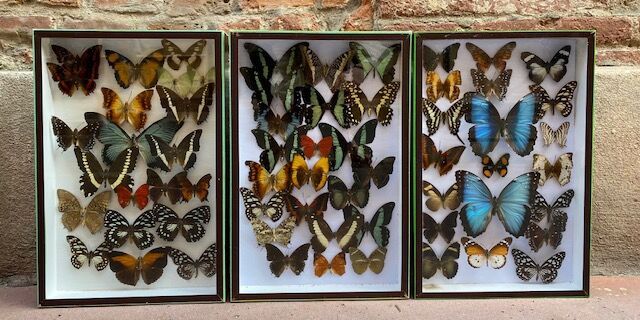 Null Ensemble de nombreuses espèces de papillons dans trois boites d'entomologie&hellip;