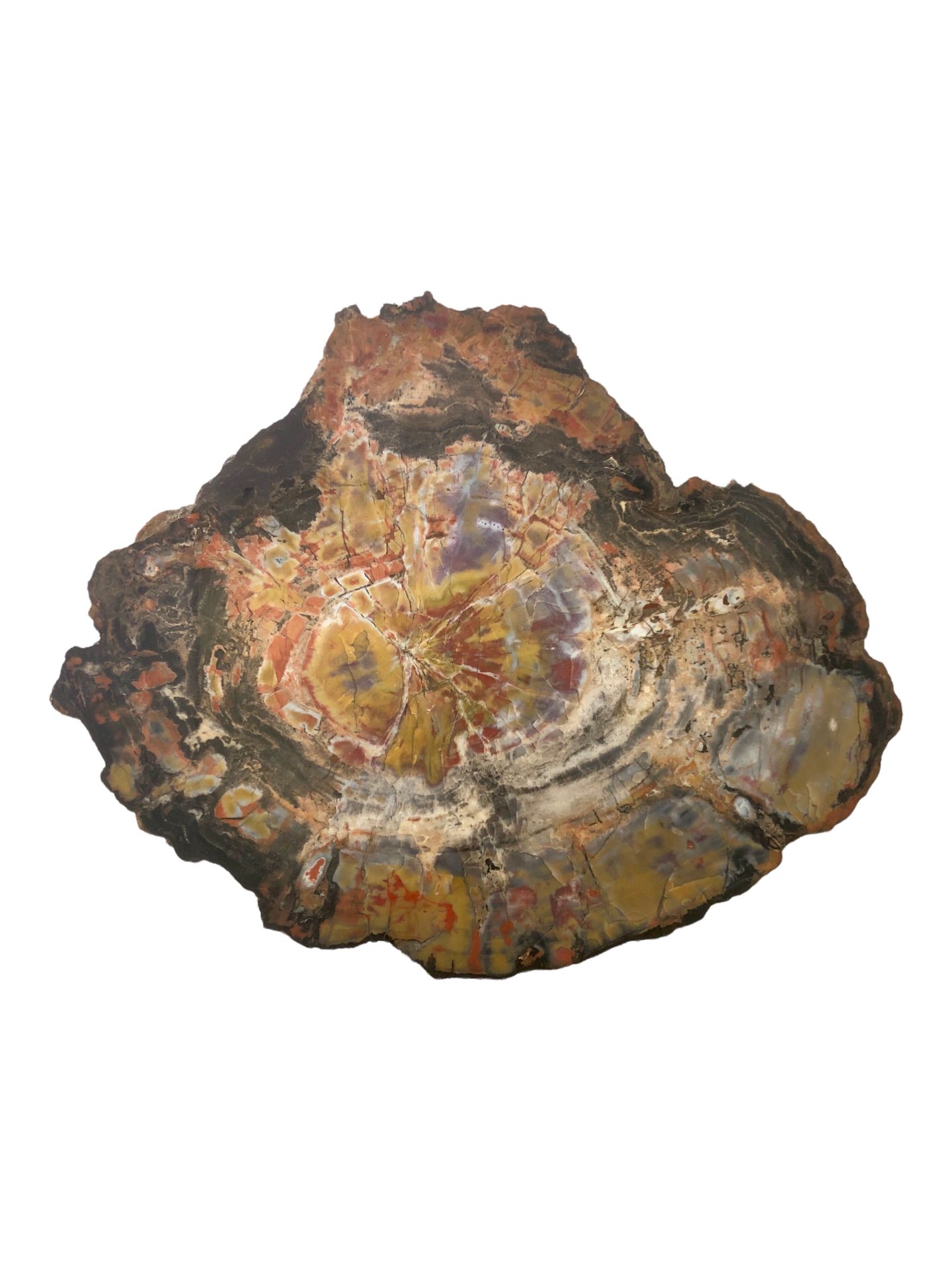 Null Important bois fossilisé reposant sur un support de marbre.

Haut. 42 cm. L&hellip;