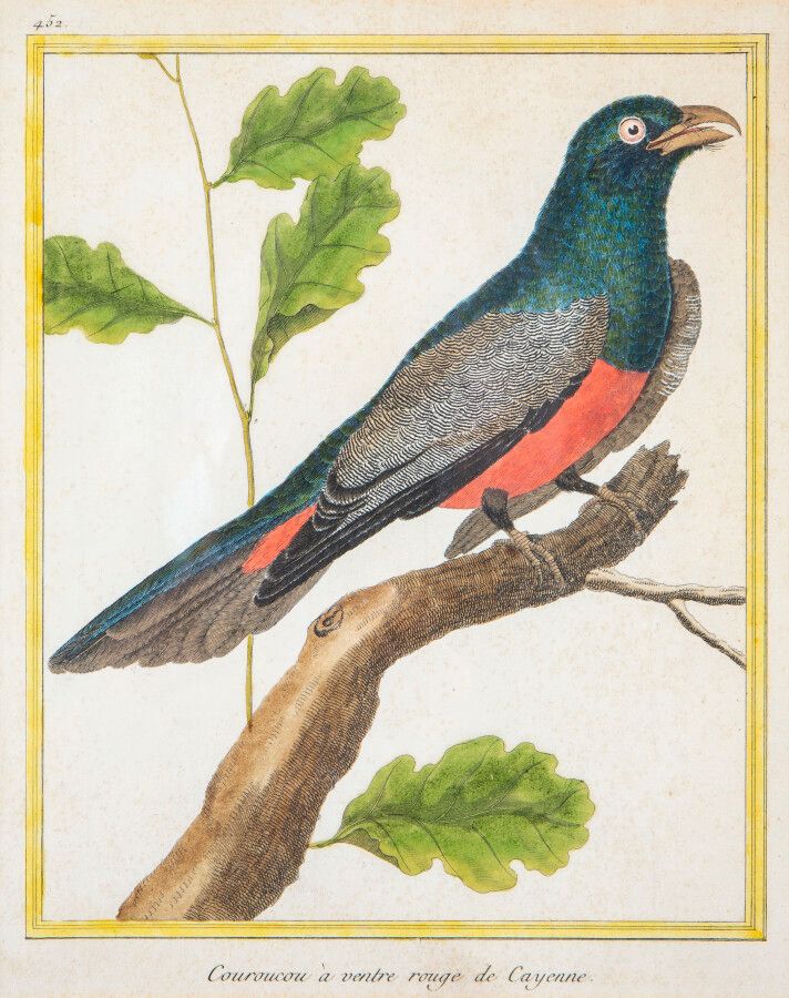 Null François-Nicolas MARTINET (1731 - 1804)，之后，12幅表现异国鸟类的加高版画套件，24.5 x 18.5厘米，小&hellip;