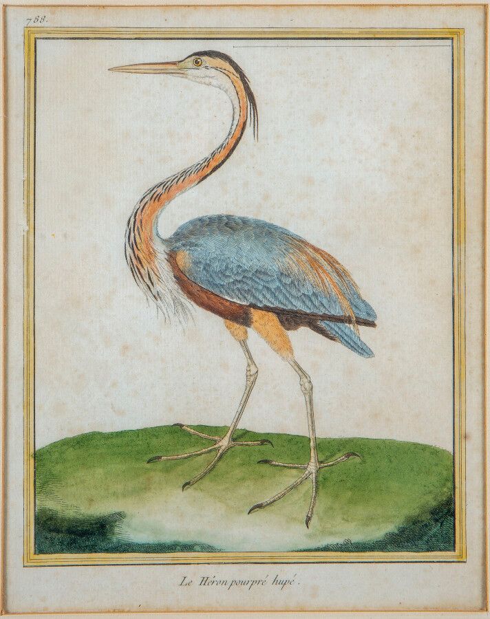Null François-Nicolas MARTINET (1731 - 1804)，之后，10幅表现异国鸟类的加高版画套件，24.5 x 18.5厘米，小&hellip;