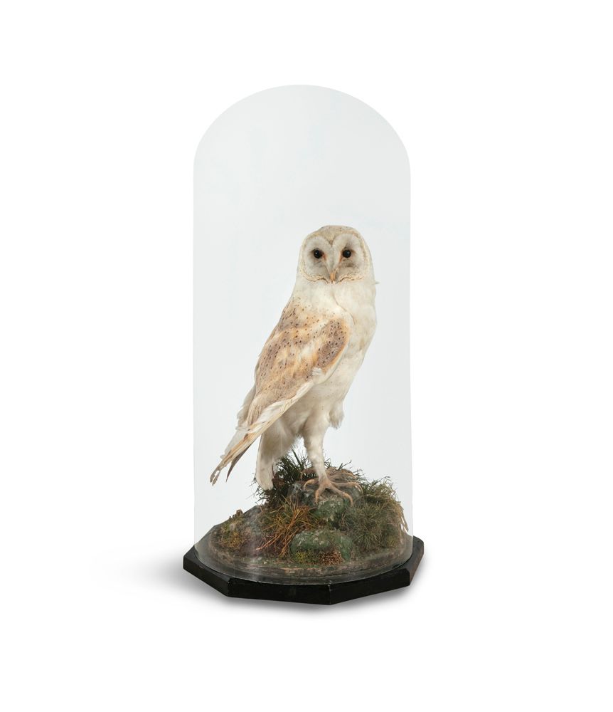 Null TAXIDERMY An owl in a Victorian dome 40cm high