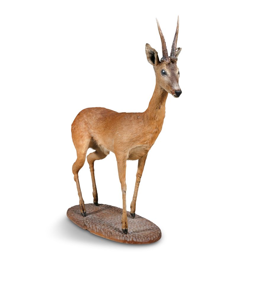Null A LIFESIZE TAXIDERMY MODEL OF AN AFRICAN ANTELOPE, on oval timber stand. 11&hellip;