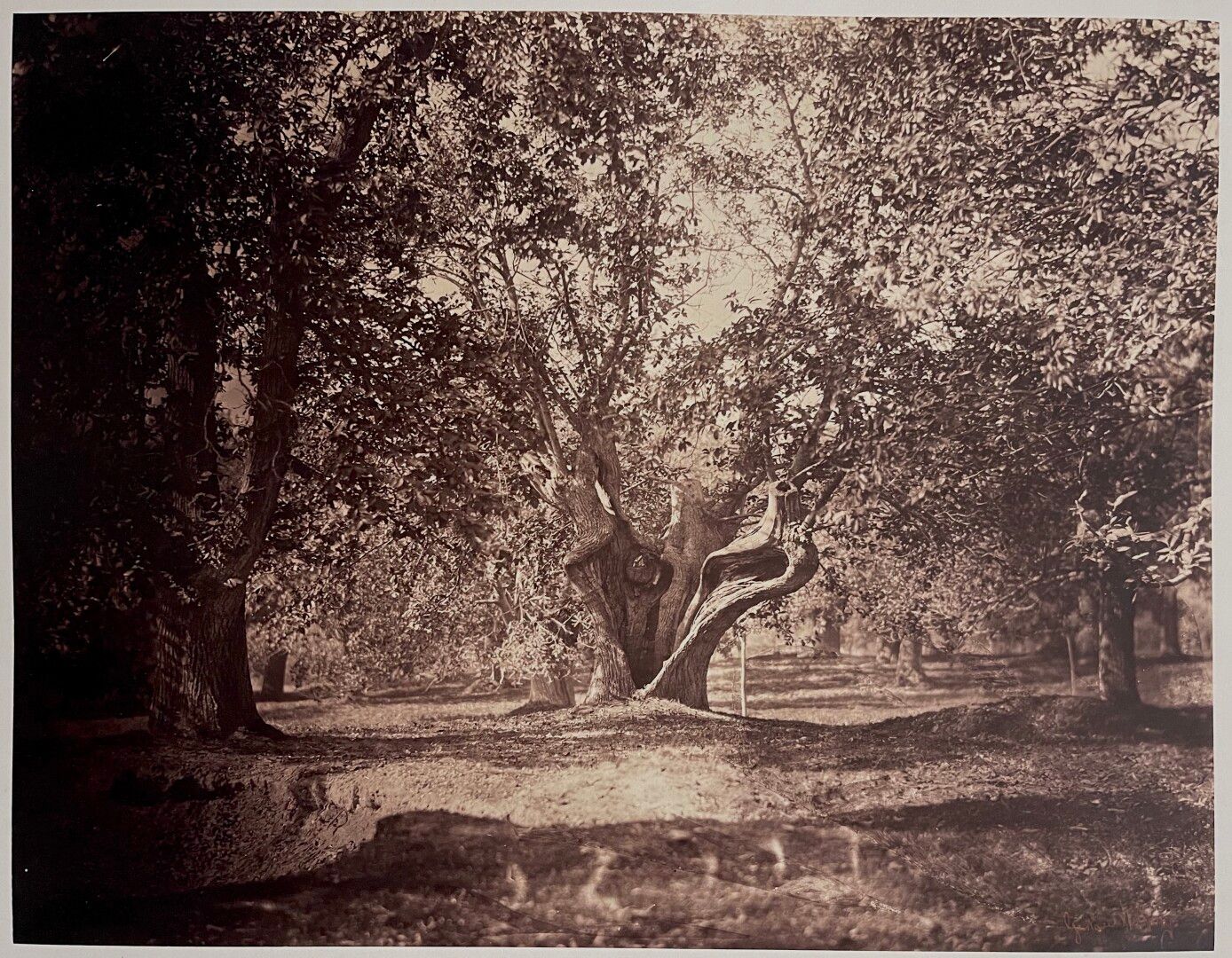 Null Gustave Le Gray (1820-1884)

Le Chêne creux, Fontainebleau, c. 1856

Épreuv&hellip;