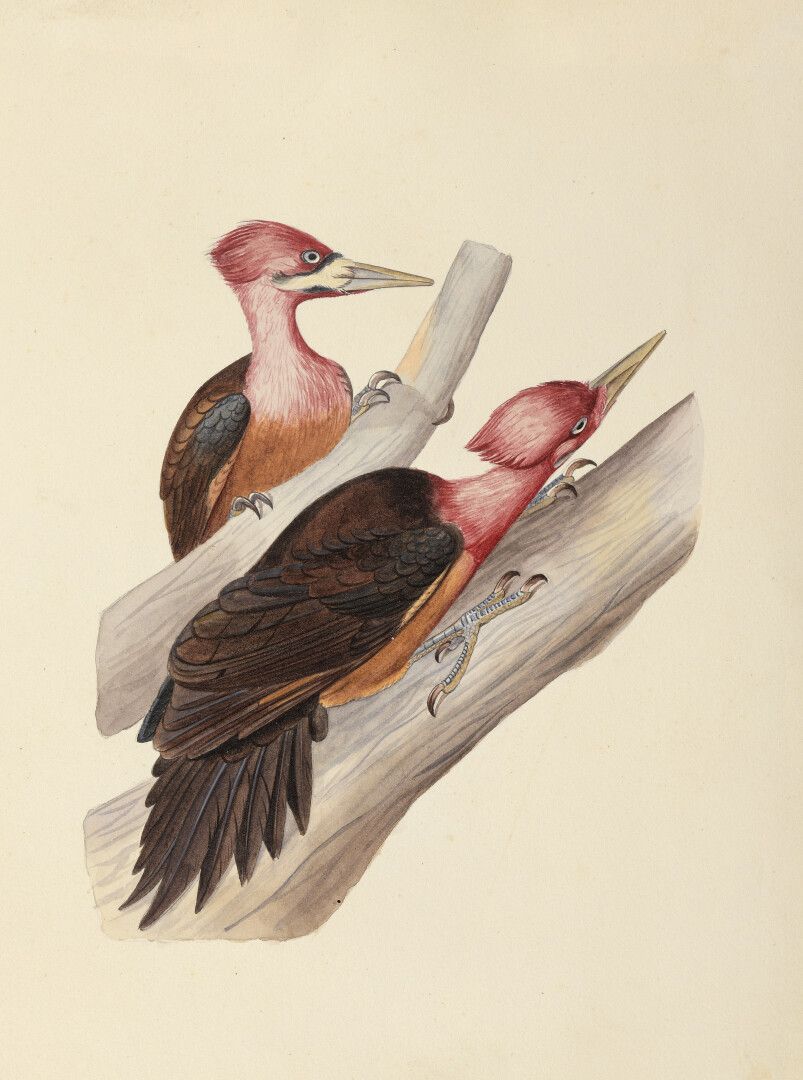 Null 19世纪的法国学校

红头的大冠啄木鸟

牛皮纸上的水彩和水粉画。

背面有标题。

28 x 21 cm

出处：Emile Oustallet (&hellip;