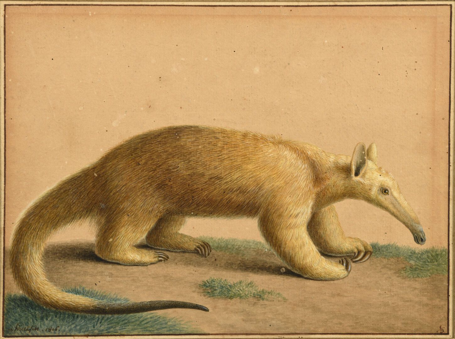 Null Nicolas HUET LE JEUNE (巴黎, 1770 - 巴黎, 1830)
丝质食蚁兽，1806年
铅笔，水彩，水粉和阿拉伯胶的亮点。
左&hellip;