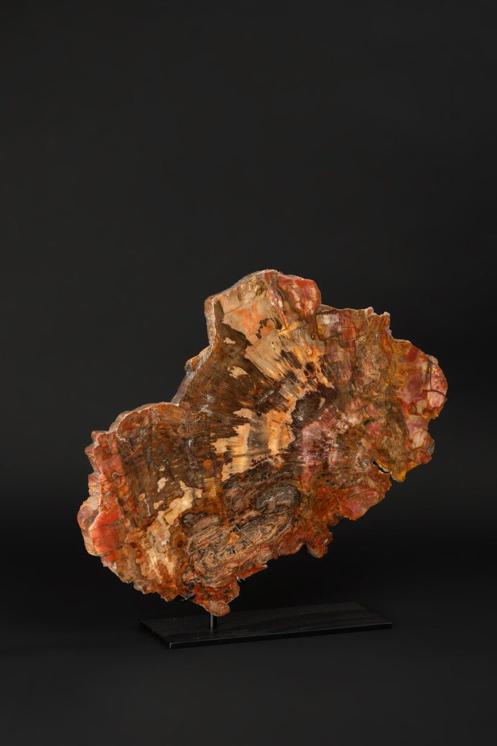 Null 底部有强烈的红色石化木片。

两面抛光，石化的Araucaria。

总高度46 - 宽度48厘米