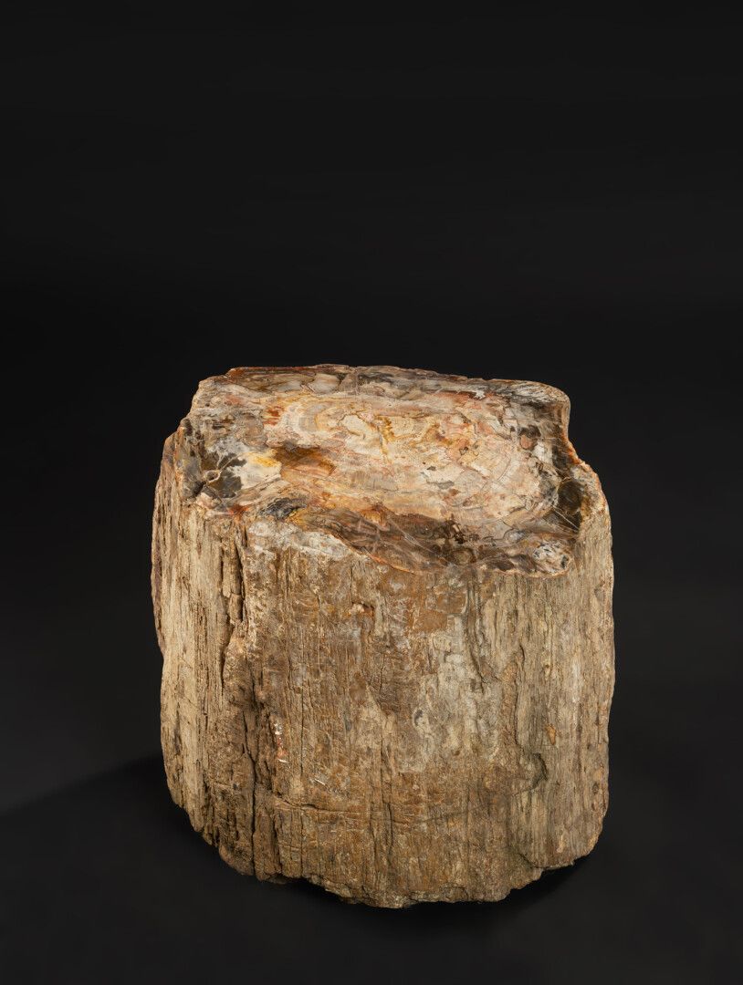 Null 重达137公斤的Araucaria石化木树干。

外层树皮的结构保存得非常好。

直径43 - 高度45厘米