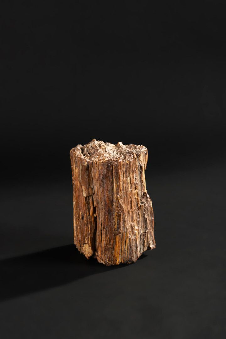 Null 木材化石（Araucaria ?

出处：非洲（可能是象牙海岸）。

高度19 - 直径14厘米