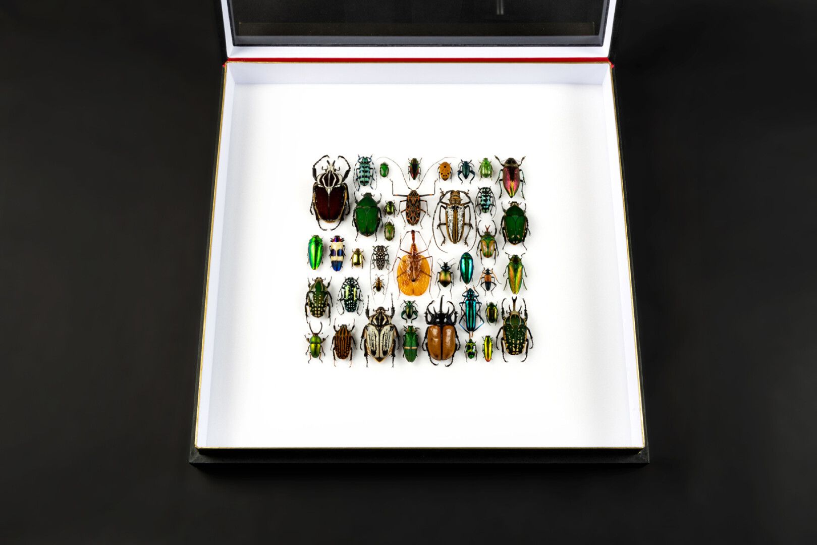 Null 一组大甲虫的现代表现形式

每只昆虫都因其独创性或其审美特征而被精心挑选，然后仔细展示。

尺寸：50 x 50 cm
