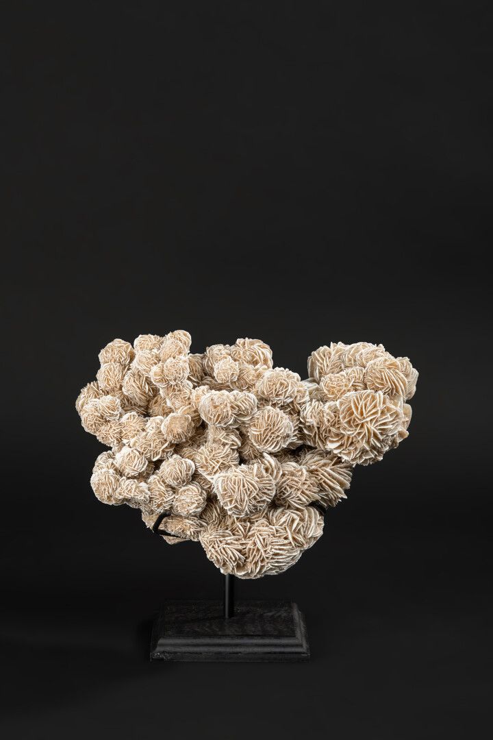 Null 雄伟的墨西哥沙地玫瑰。

这个非常具有结构性和审美性的作品的现代表现形式。

总高度28 - 宽度30厘米