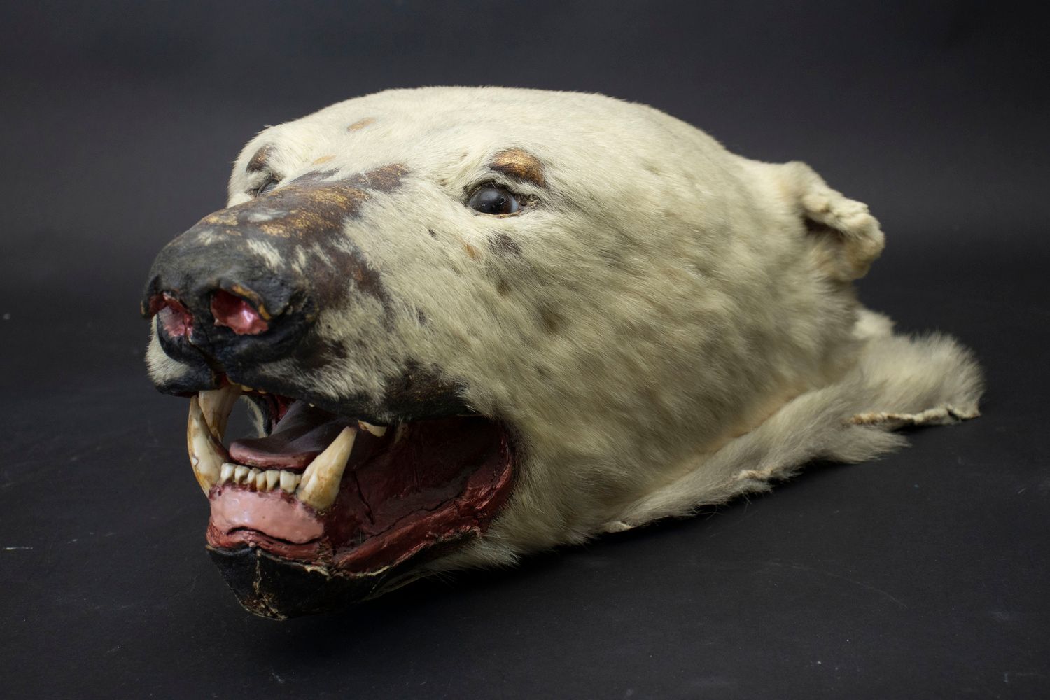Tierpräparat 'Eisbär' / An animal preparation 'icebear' 材料：北极熊头，
尺寸：85厘米，
状态：良好