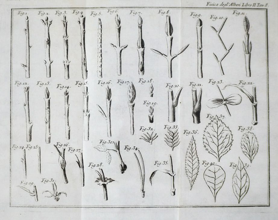 Botany. DUHAMEL. La Fisica degli Alberi. DUHAMEL DE MONCEAU, H. L. La Fisica deg&hellip;