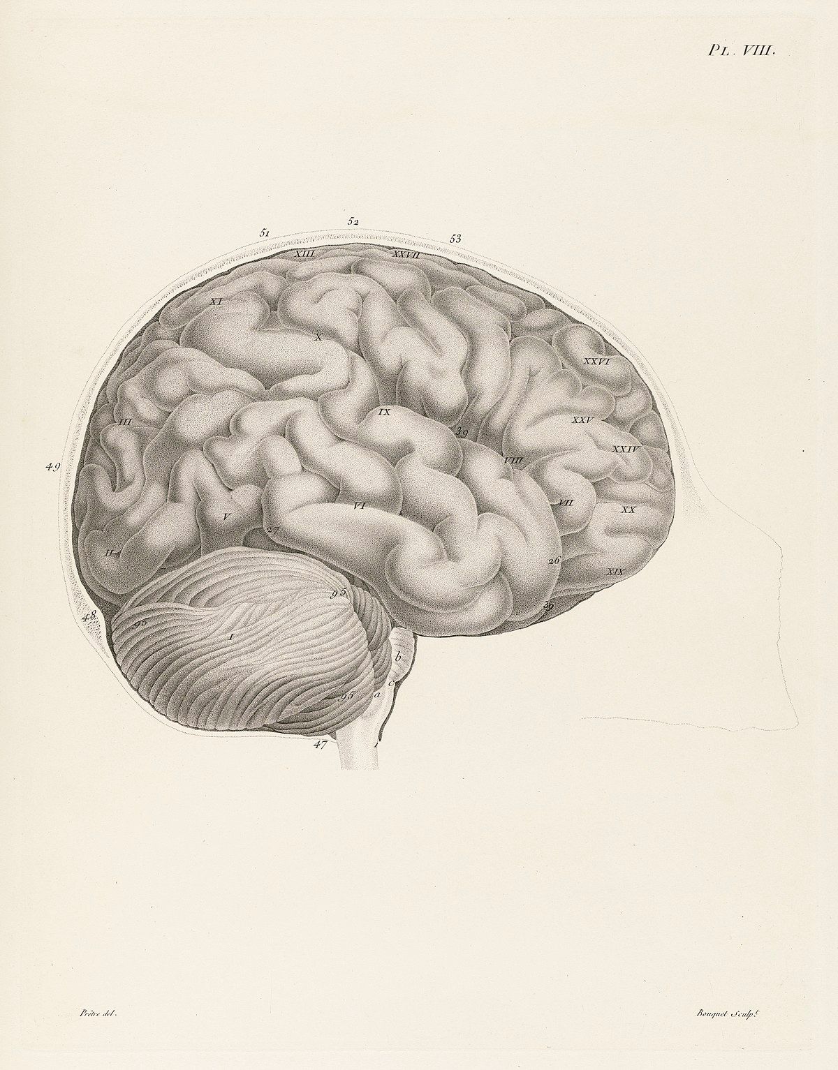 Neurology. GALL. Anatomie et physiologie du systême nerveux. GALL, Franz Joseph &hellip;