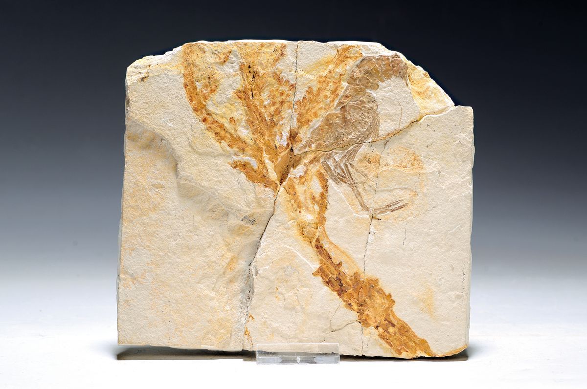 Null Grande crevette avec plantes fossiles 'Antrimpos speciosus' (Muenster 1839)&hellip;