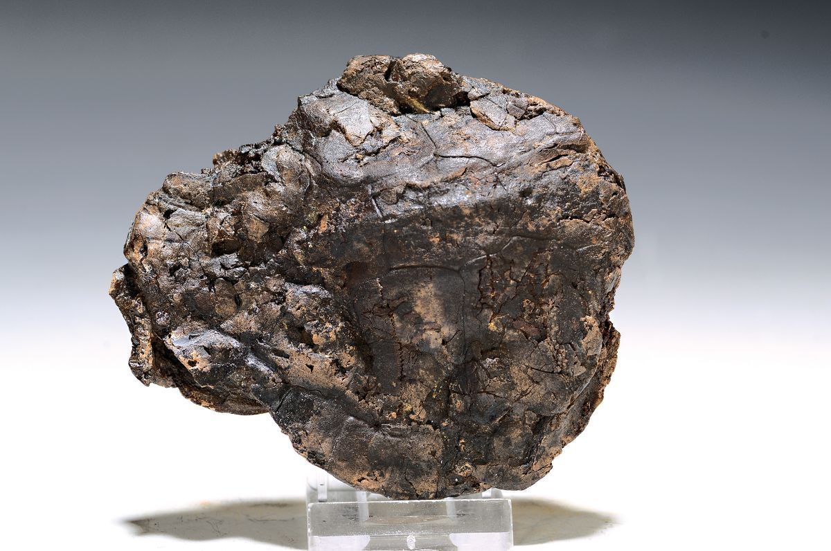 Null Rare tortue fossile, 'Allaecochelys crasseculptata', mine de Messel, env. 4&hellip;