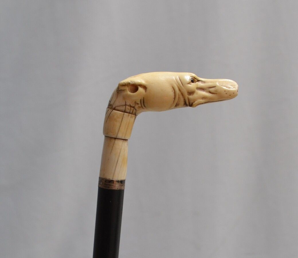 Null CANNE en bois noirci, le pommeau en ivoire sculpté figurant une tête de lév&hellip;