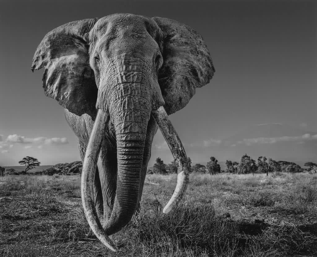 David Yarrow (Kenya) David Yarrow

"Space for giants "- Art for animals at Ambos&hellip;
