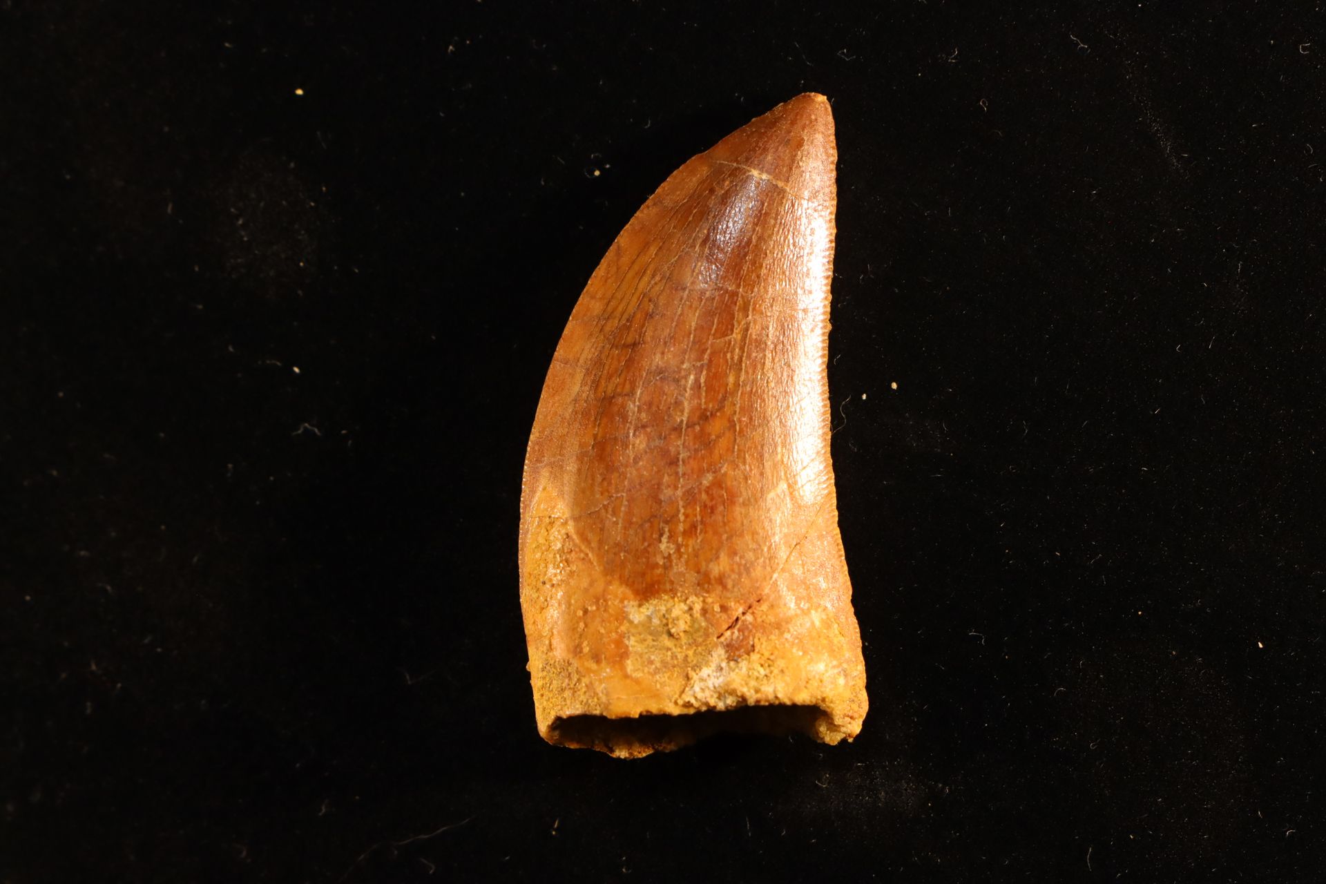 Dent de dinosaure Carcharodontosaurus tooth of dinosaur Carcharodontosaurus saha&hellip;