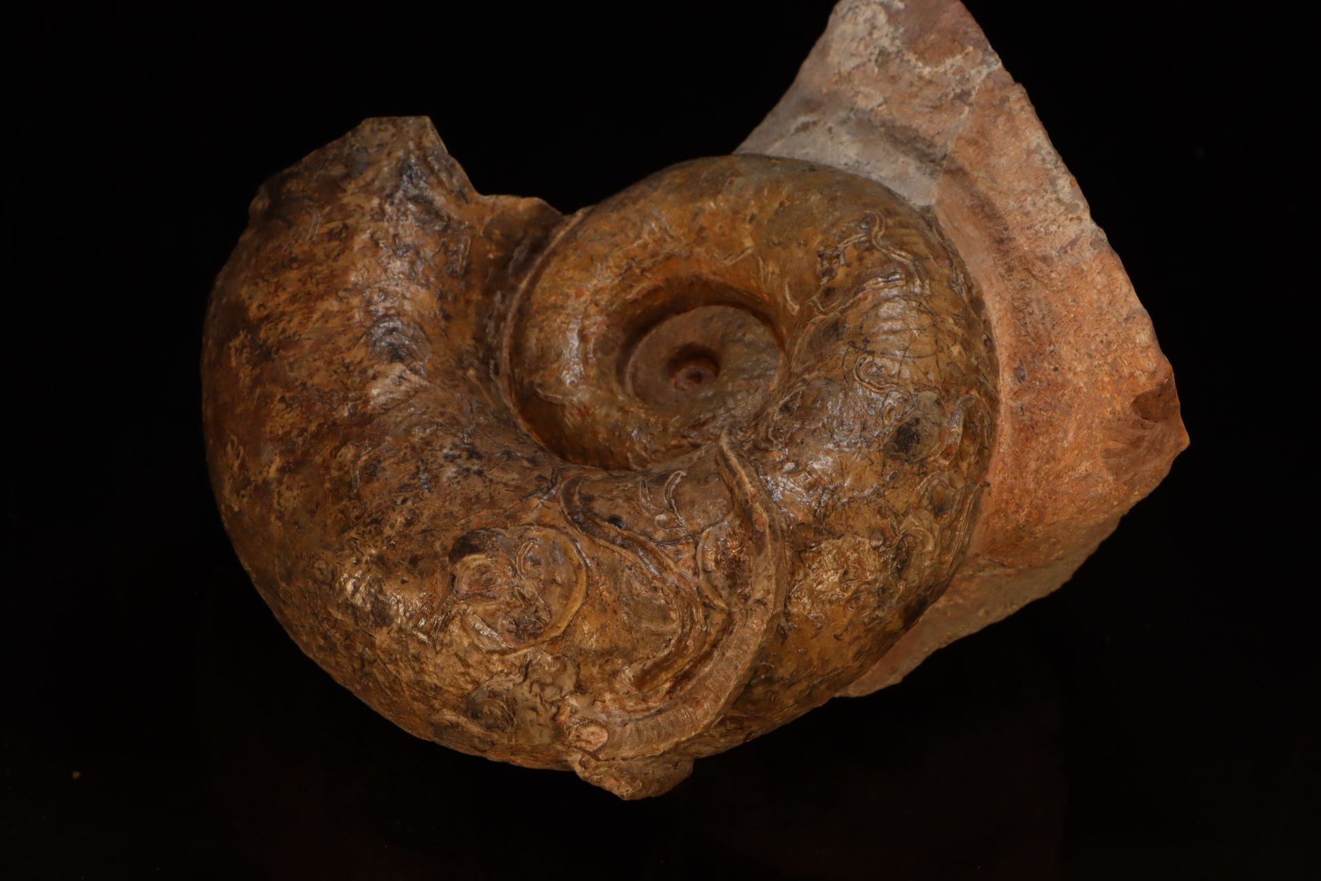 Lytoceras du toarcien du Rhone 来自罗纳河toarcian地区的带有蛇纹石和贝雷曼石的lytoceras - 直径12厘米 - 1&hellip;