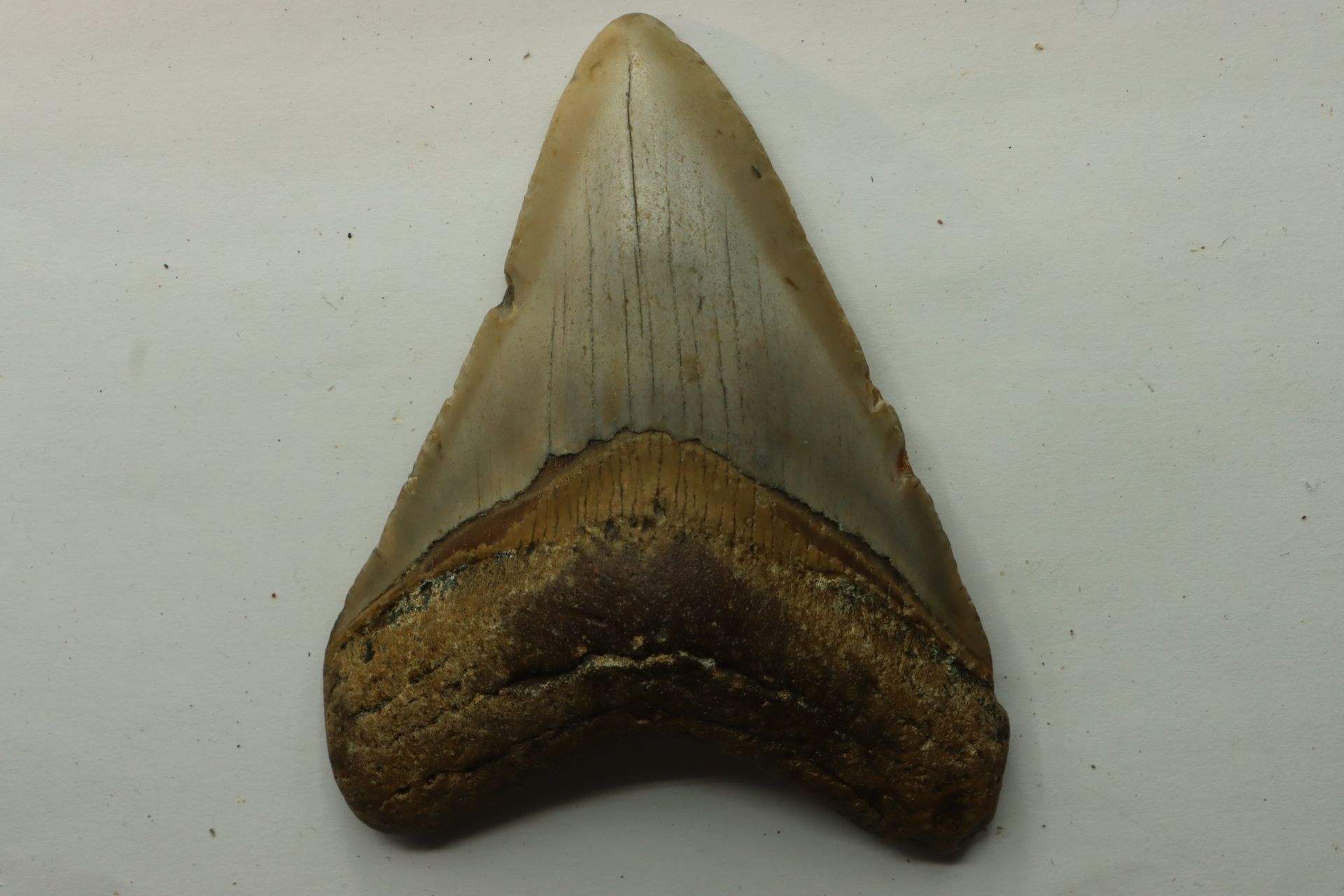 Dent de requin « carcharodon megalodon » – miocène des USA dente del mitico squa&hellip;