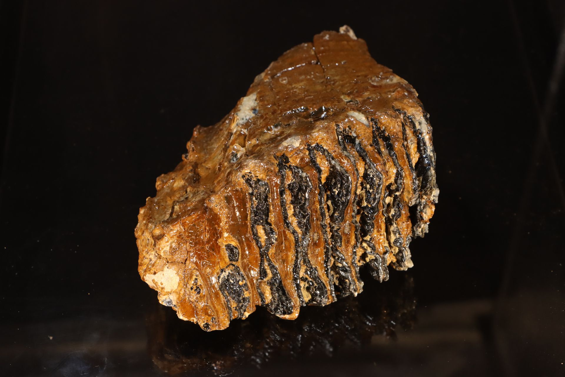 Dent de mammouth Dente di mammut - Pleistocene Mare del Nord - 13 x 13 x 7 cm - &hellip;