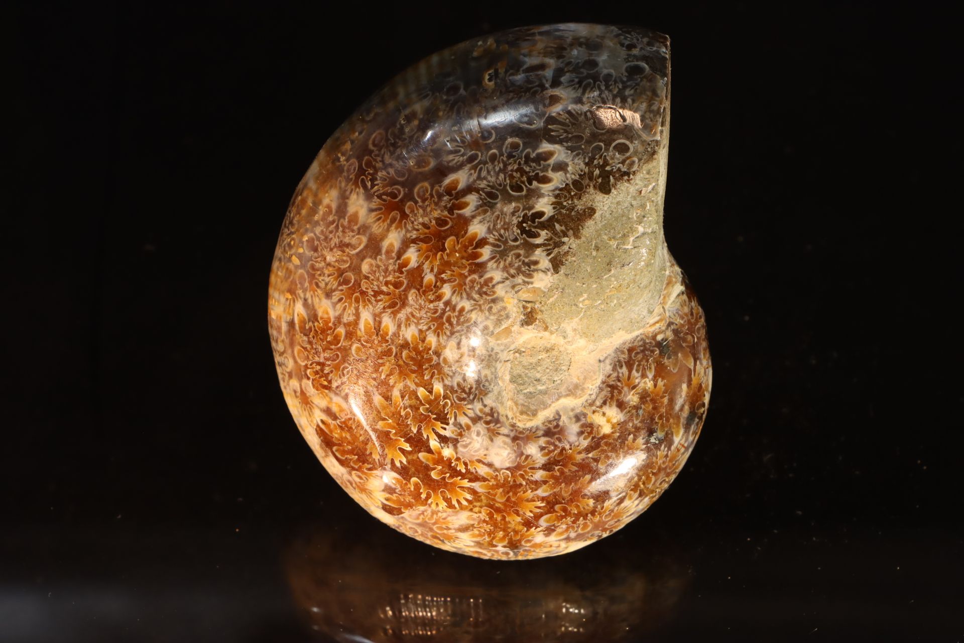 Ammonite goretophylloceras polie ammonite goretophylloceras - albian of Madagasc&hellip;