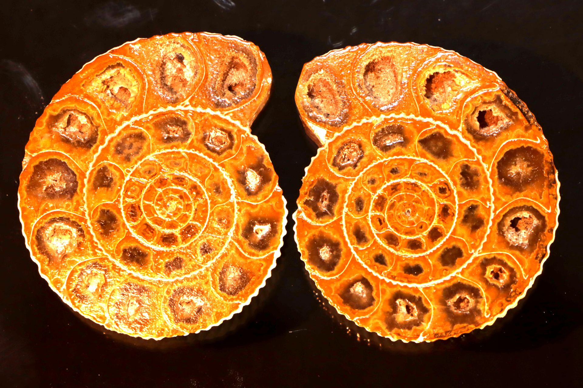 Ammonite de Madagascar Muy bonita amonita aserrada de Madagascar - 4 cm - 50 g