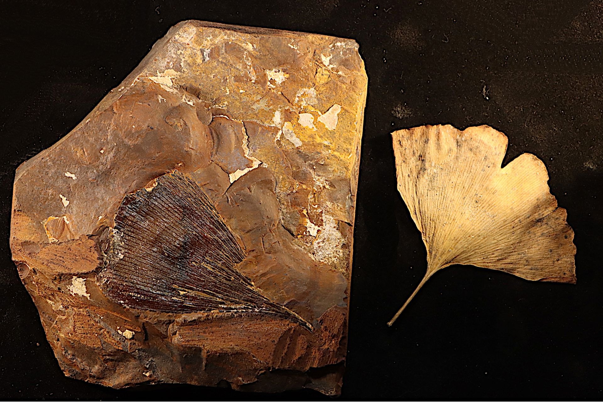 Feuille de gingko fossilized gingko leaf (1 leaf on each side of the plate!) and&hellip;