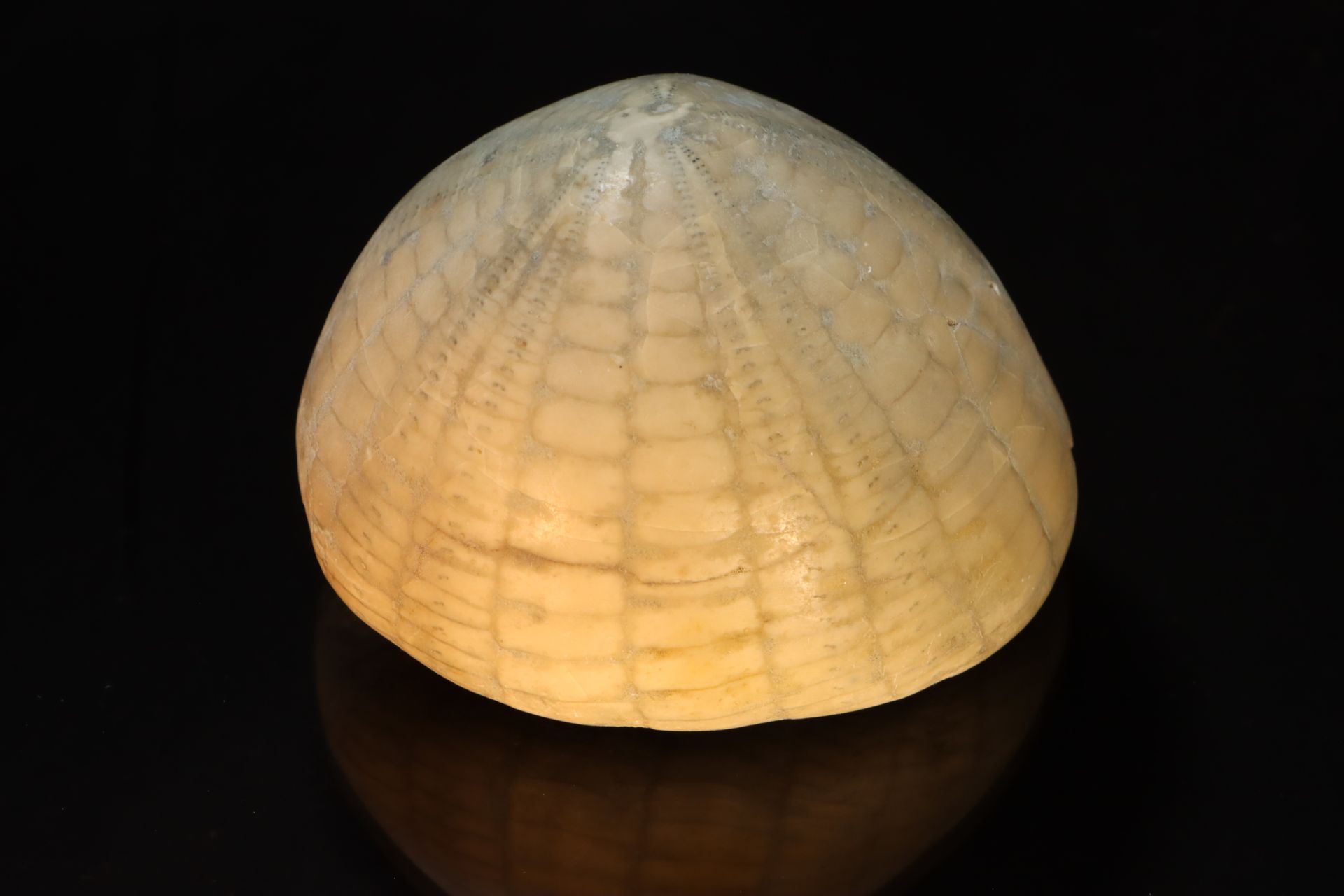 Oursin fossile 法国海胆，来自一个古老的收藏品 - 尺寸8 pr 7 cm - 0,43kg