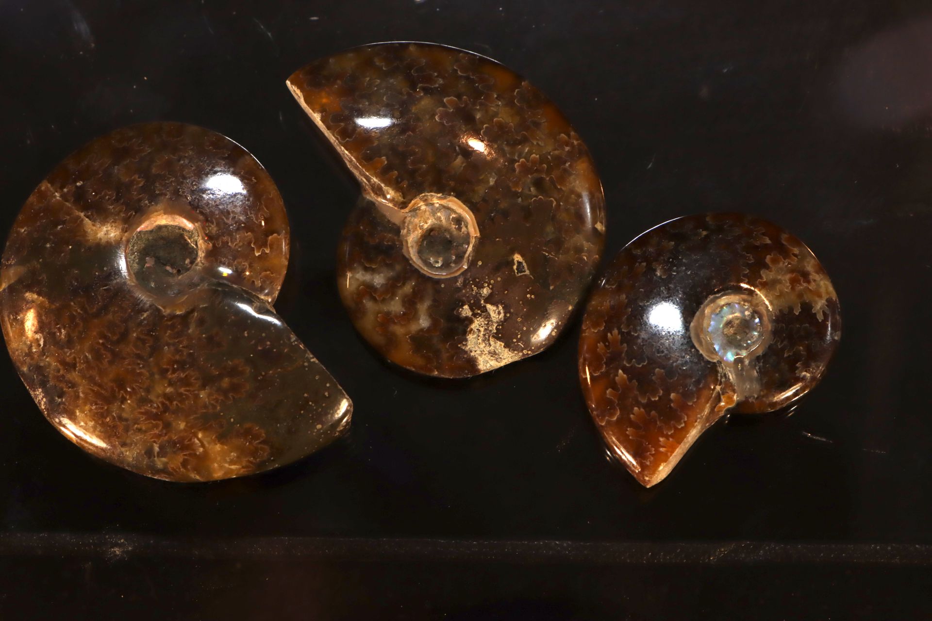 Lot de 3 ammonites calcite miel translucide 氨石cleoniceras，蜂蜜色方解石，来自马达加斯加的白化石 - 3&hellip;