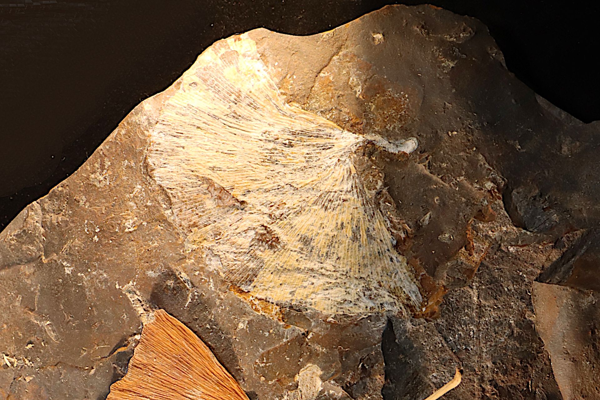 Feuille de gingko foglia di gingko fossilizzata e foglia attuale - paleocene del&hellip;
