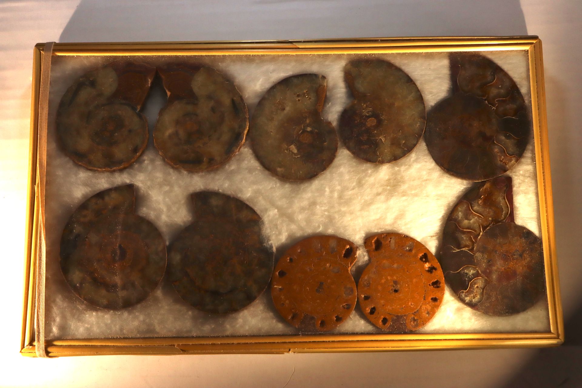 Belle collection d’ammonites sciées de Madagascar 收集来自马达加斯加的锯齿状氨化石 - 玻璃盒尺寸：30 x &hellip;