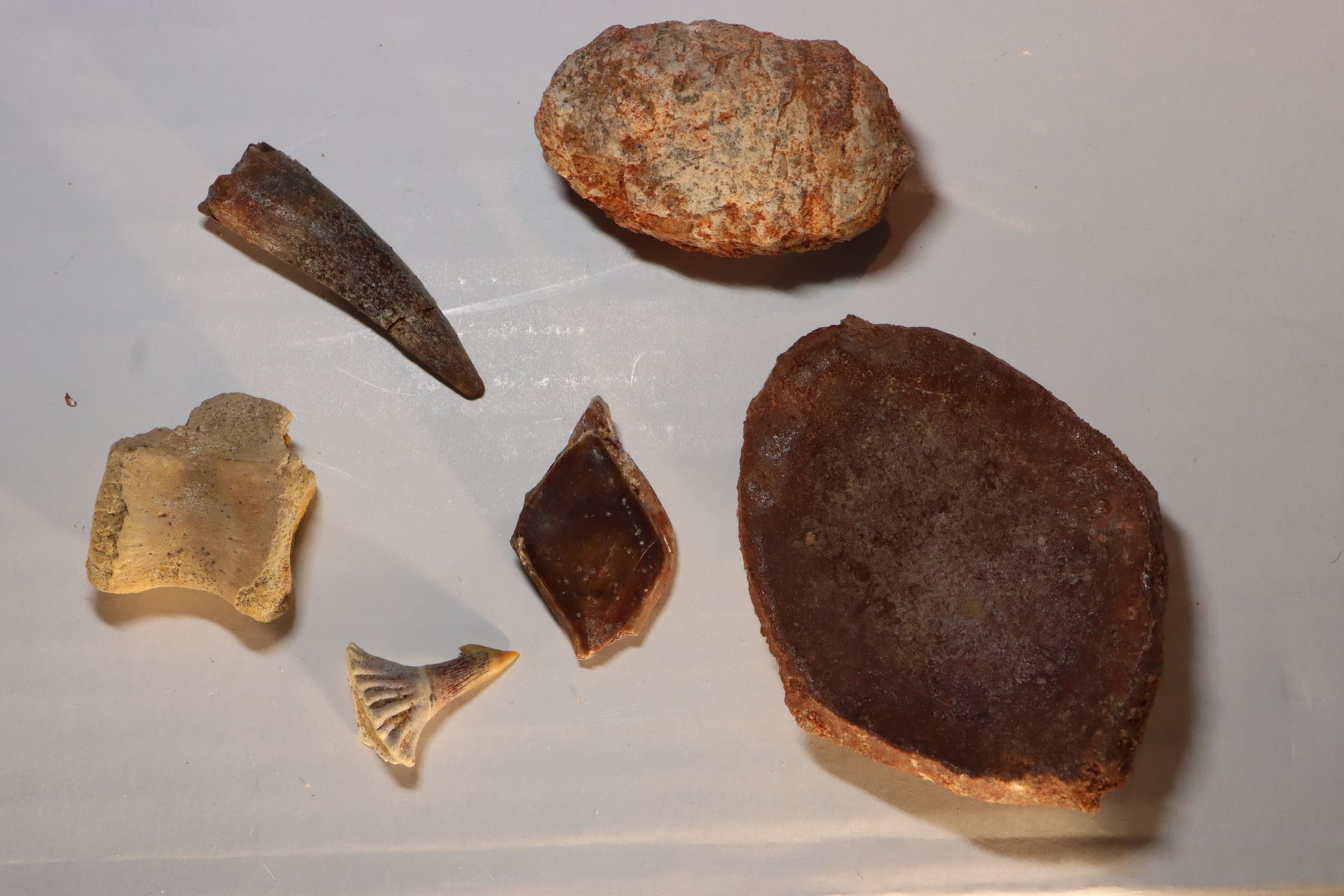 Lot de fossiles de vertebrés à determiner 一批有待确定的脊椎动物化石：恐龙、鳄鱼、鱼、桡足石（有些化石是粘在一起的）-&hellip;