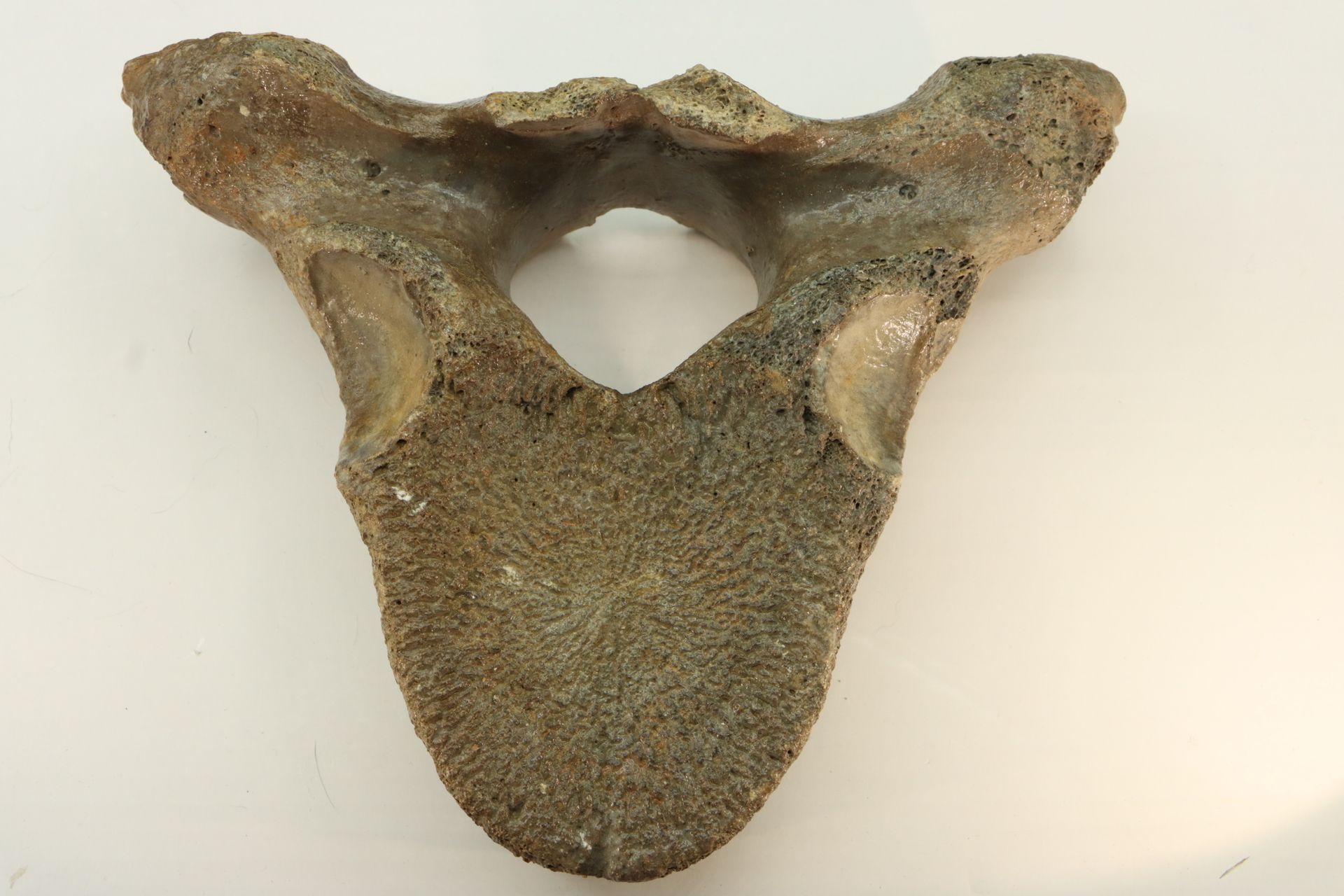 Vertebre de mammouth Wirbel von Mammuthus primigenius - Pleistozän - 10.000 bis &hellip;