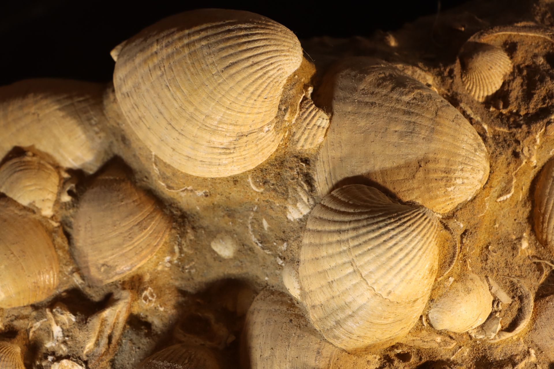 Fond marin de l’eocene Bloque estético (original) de conchas del Eoceno de la cu&hellip;