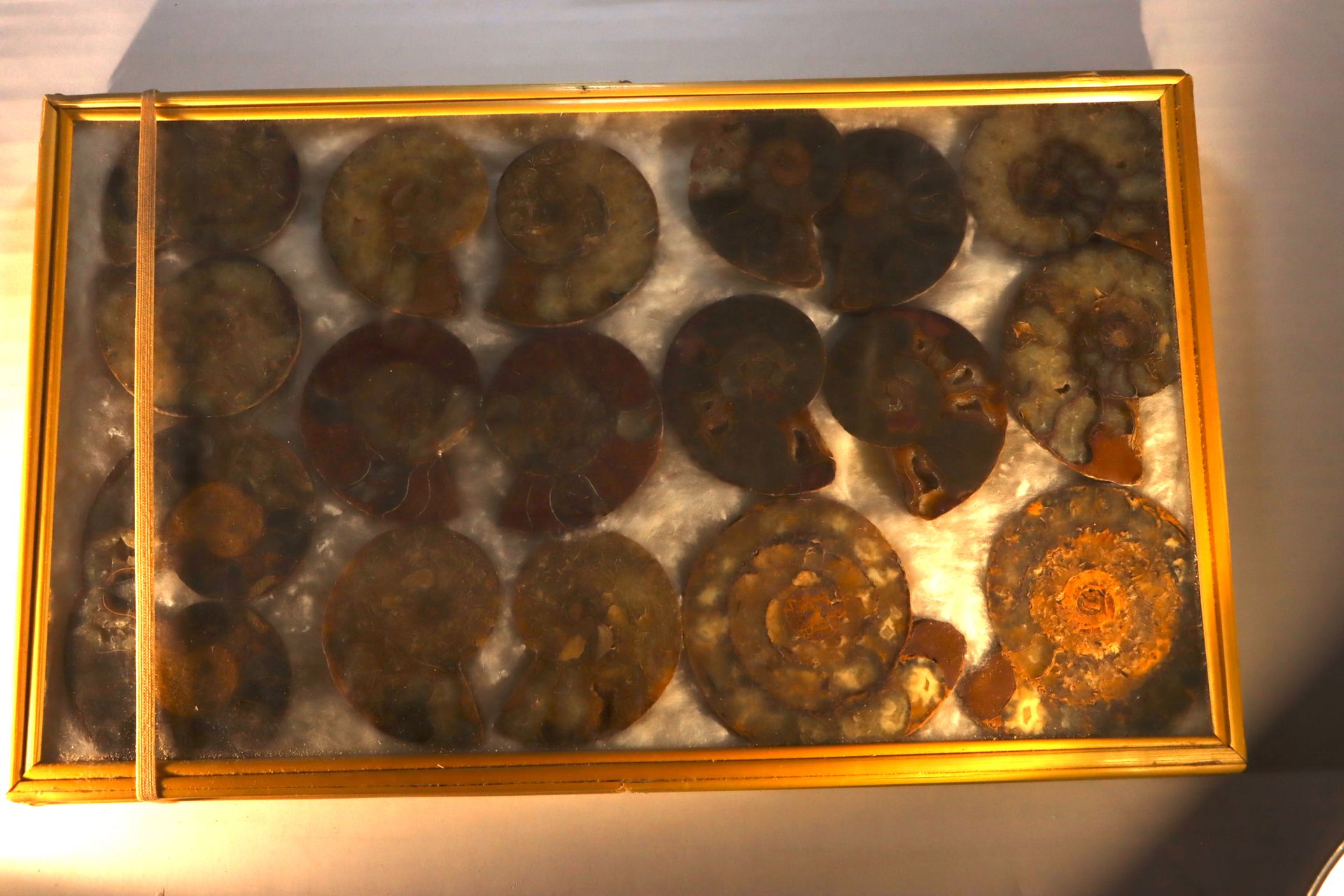 Belle collection d’ammonites sciées de Madagascar Collezione di ammoniti segate &hellip;