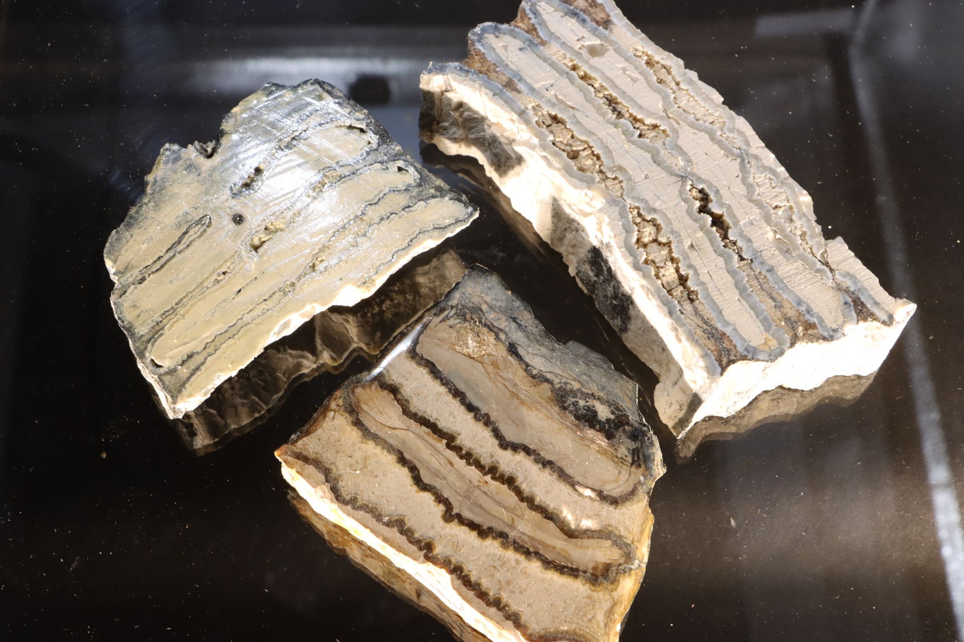 Dents de mammouth Los von 3 gesägten Fragmenten, Carolina, USA Größe des größten&hellip;