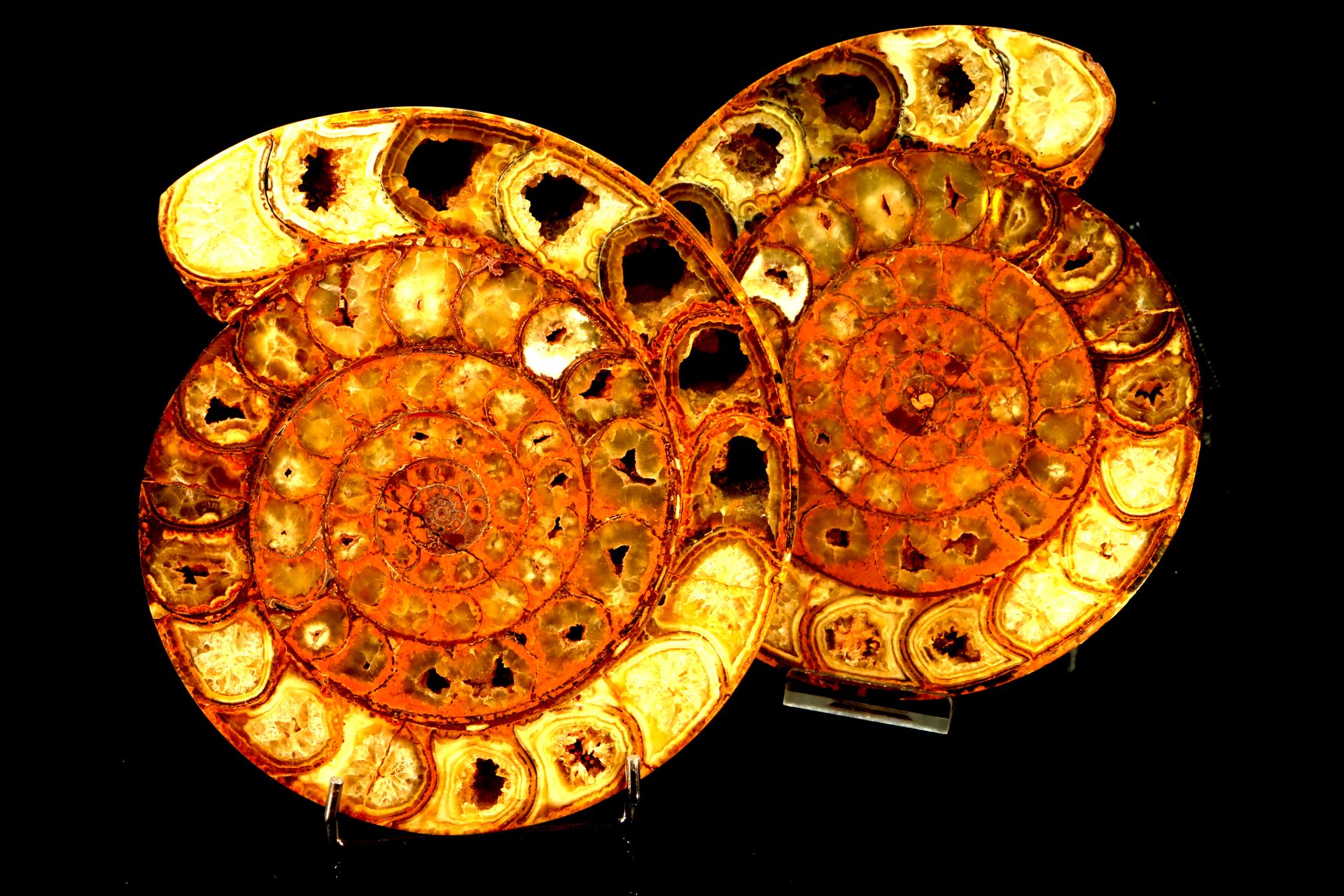 Tres jolie paire d’ammonite -22 cm de diametre) de Madagascar Coppia molto estet&hellip;