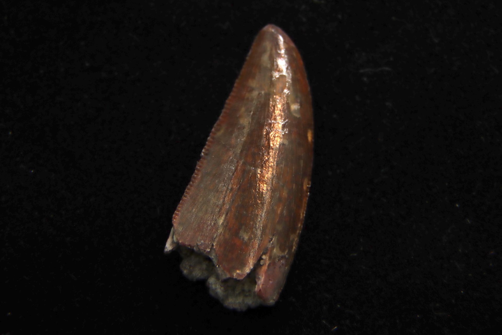 Dent de dinosaure DELTADROMEUS AGILIS DELTADROMEUS AGILIS dinosaur tooth from th&hellip;