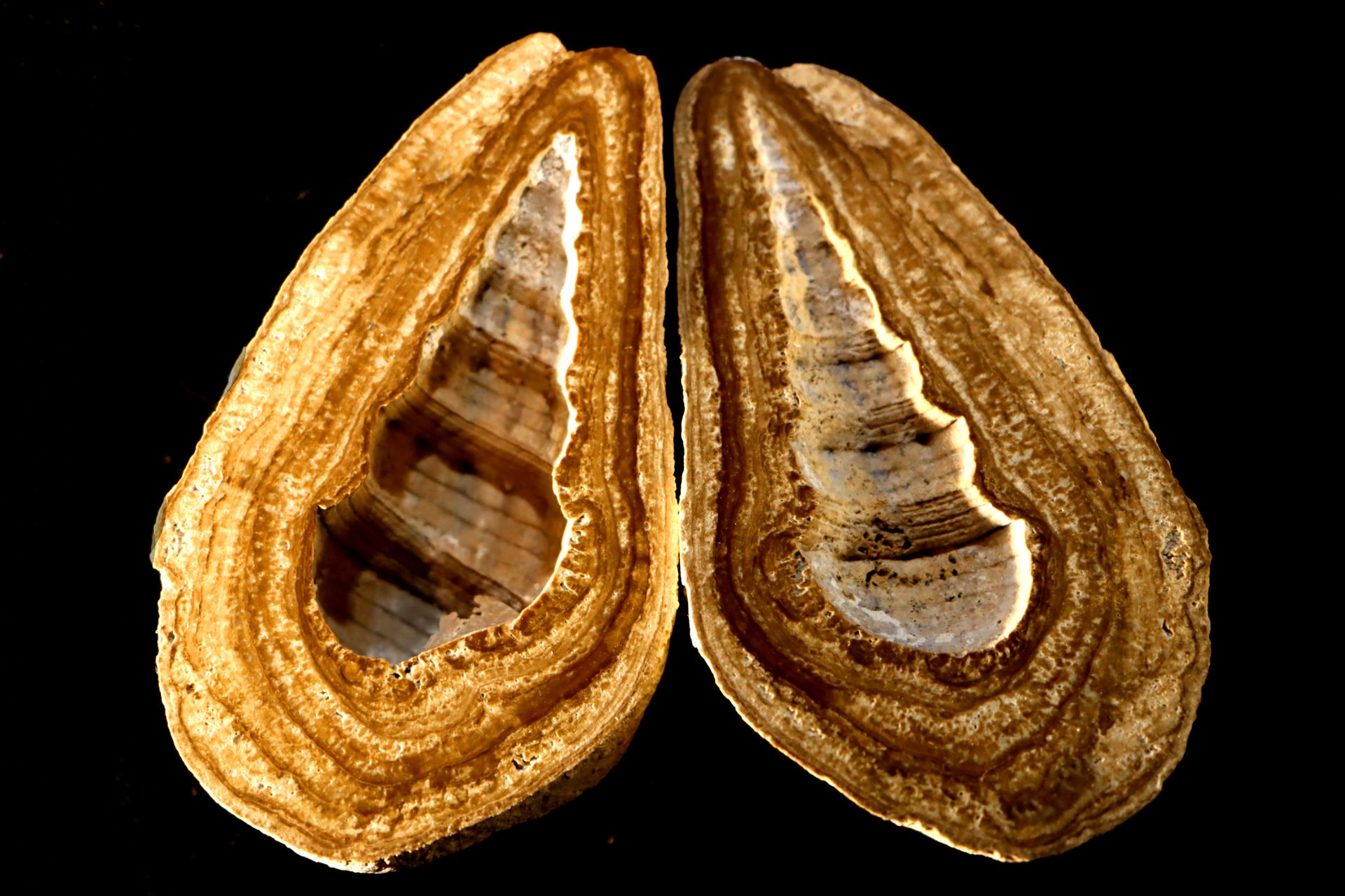 Interressant fossile d’oncoide avec turitelle Onkoid mit Turitelle - Onkoide sin&hellip;