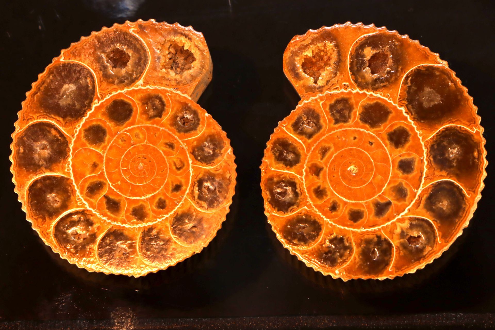 Ammonite de Madagascar Molto bella ammonite segata dal Madagascar - 4 cm - 50 g