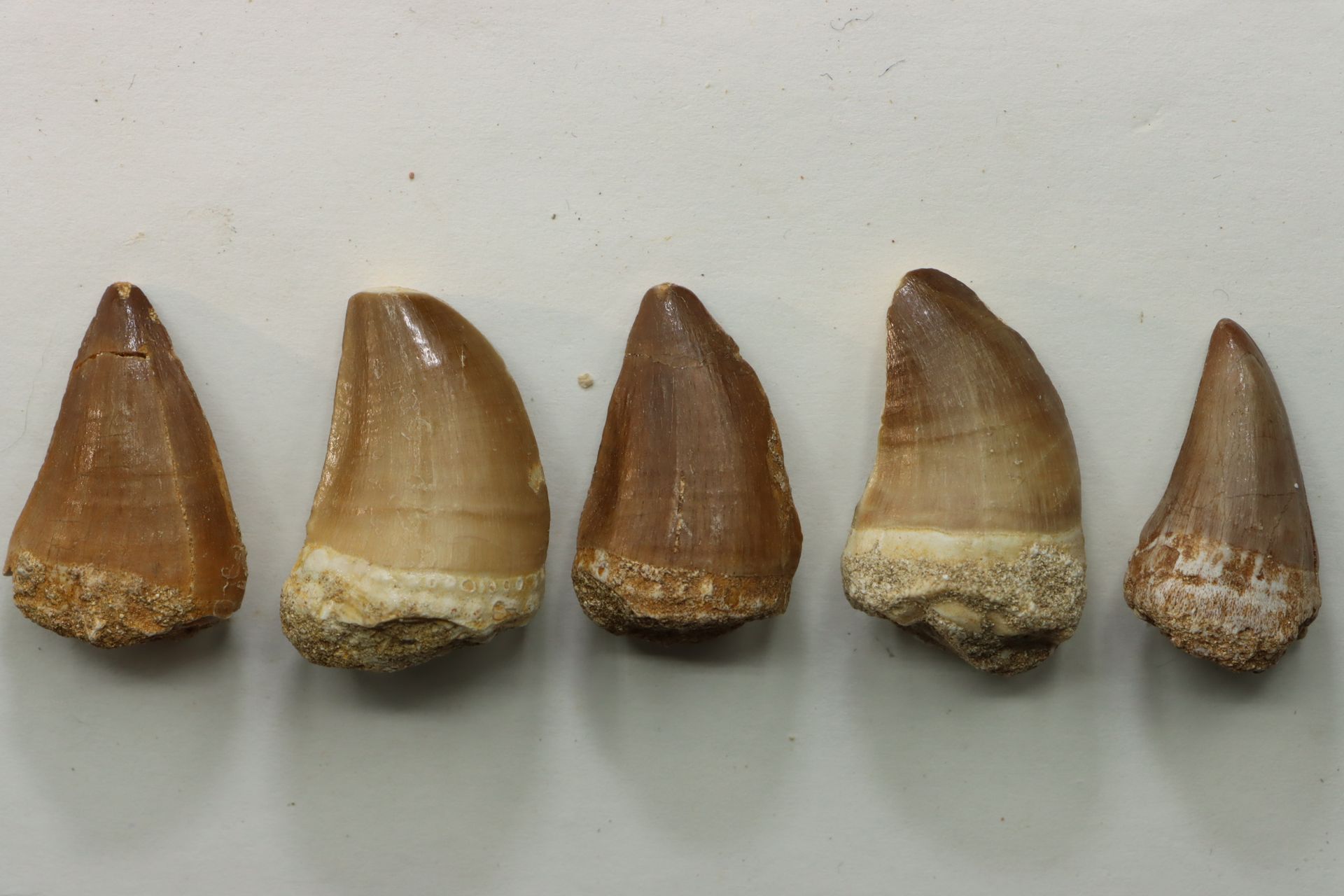 Jolie serie de 5 dent de mosasaure 一套漂亮的5颗沧龙牙齿 - 沧龙Baugei - 摩洛哥上白垩纪 - 3至3.5厘米 - &hellip;