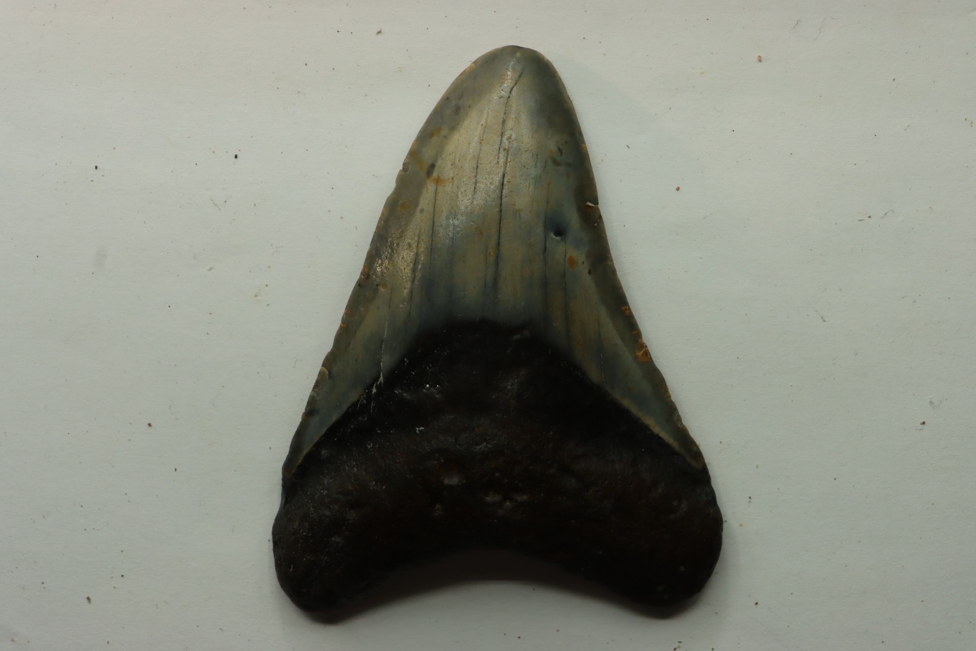 Dent de requin « carcharodon megalodon » – miocène des USA dente del mitico squa&hellip;